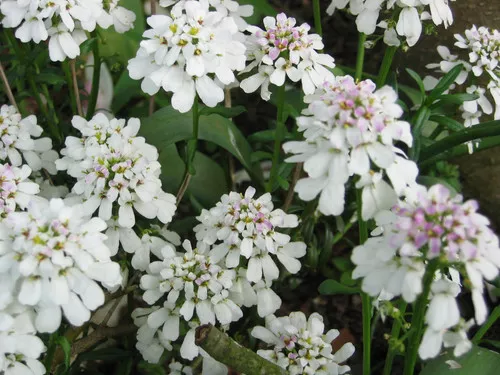 Candytuft (Snowflake)