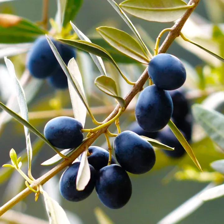 canino-olive-tree Canino Olive Tree