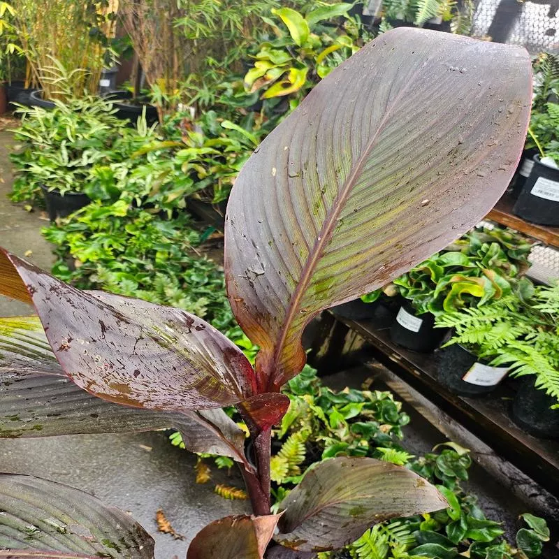 canna-dark-cherry-jubilee Canna 'Dark Cherry Jubilee'