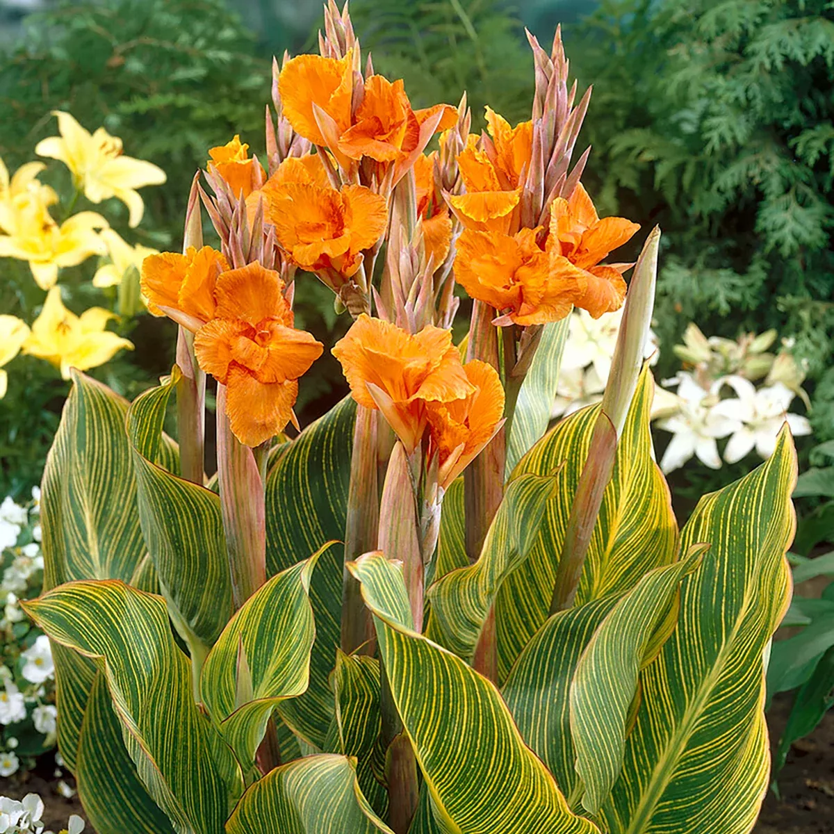 canna-giant-bengal-tiger Canna - Giant - Bengal Tiger