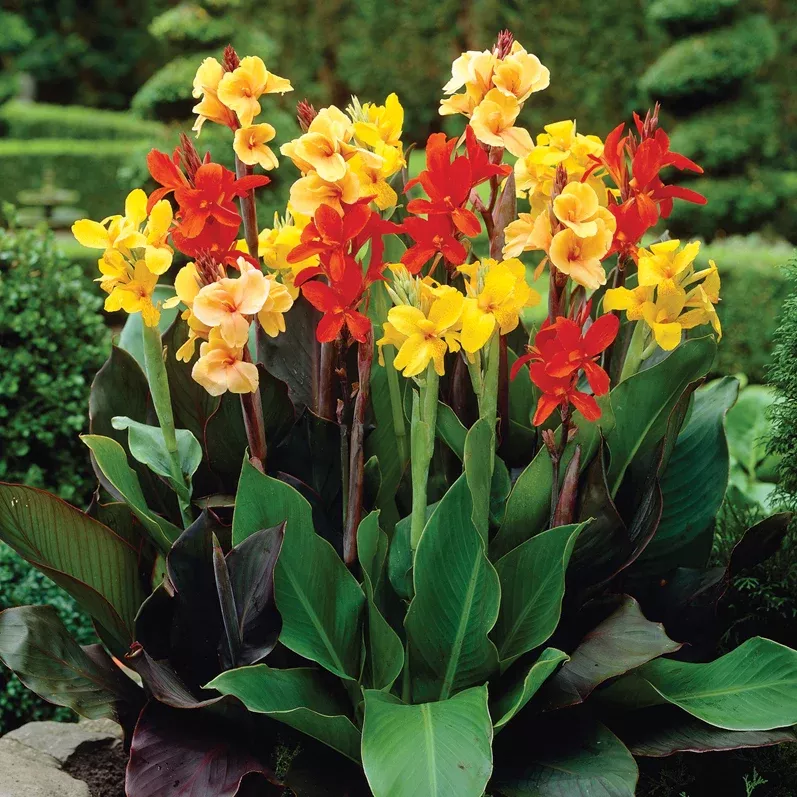 canna-giant-tall-mix Canna - Giant Tall Mix