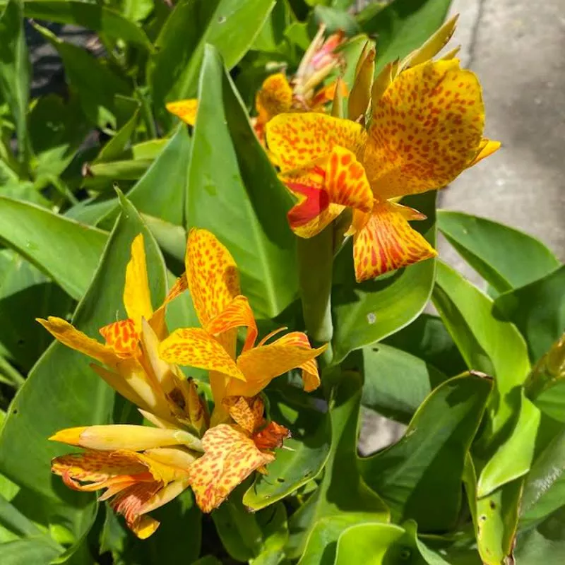 canna-picasso Canna 'Picasso'