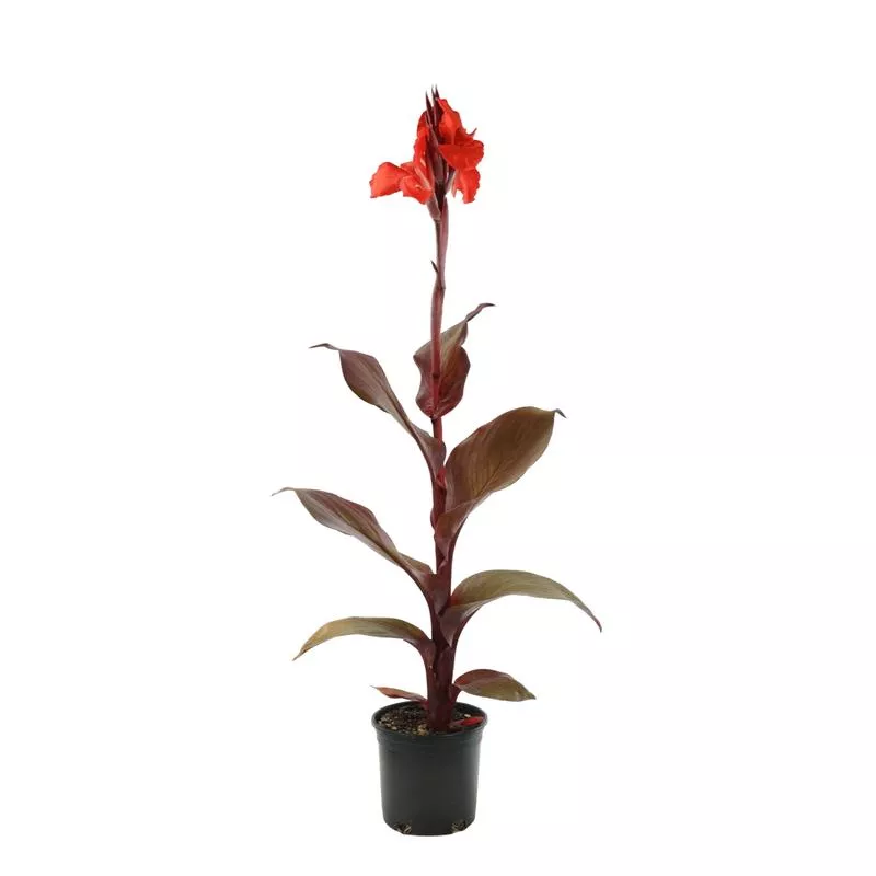 Canna 'Red Velvet'