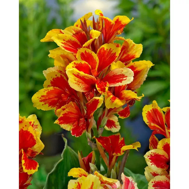 Canna - Reine Charlotte