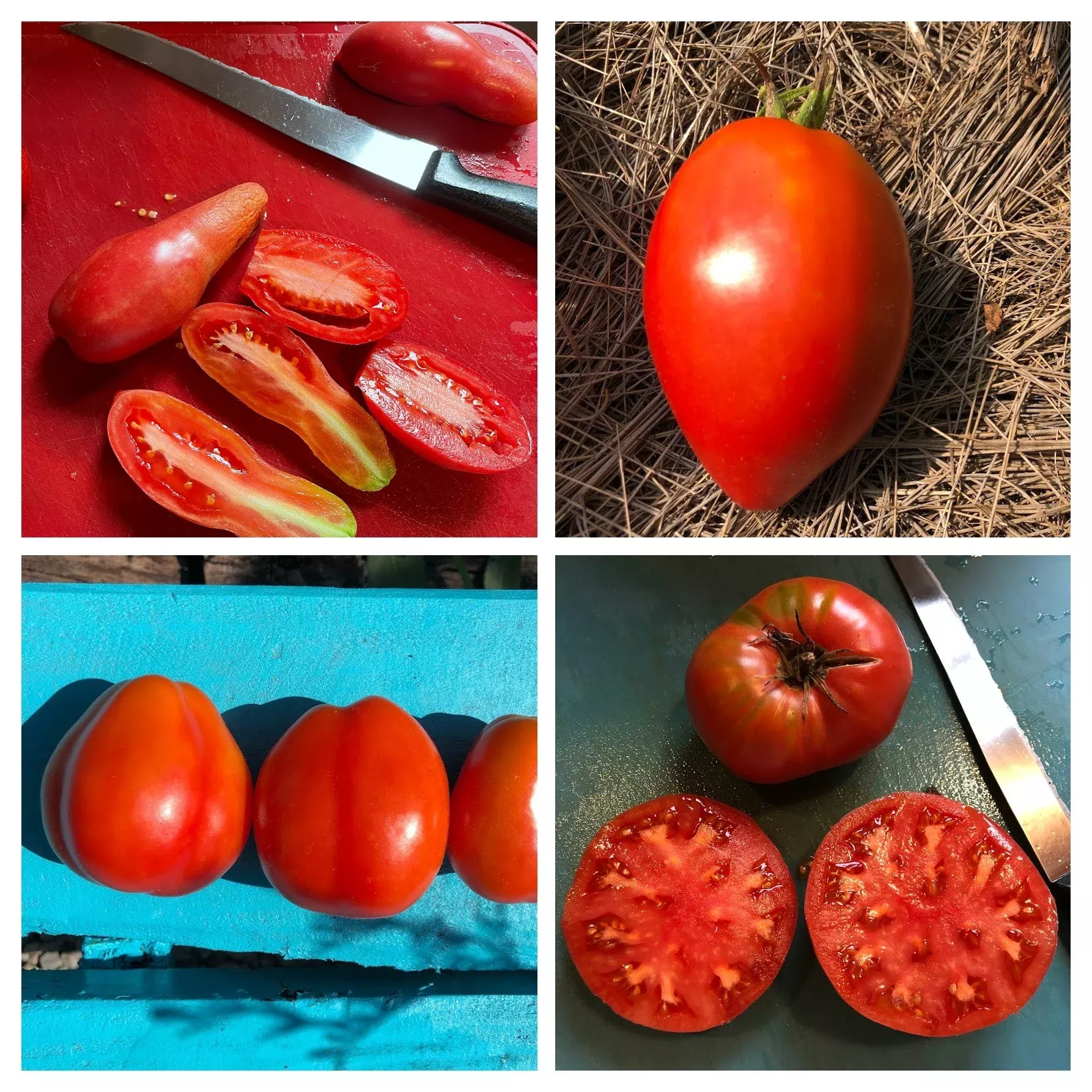 canning-tomato-variety-4-pack Canning Tomato Variety 4-pack