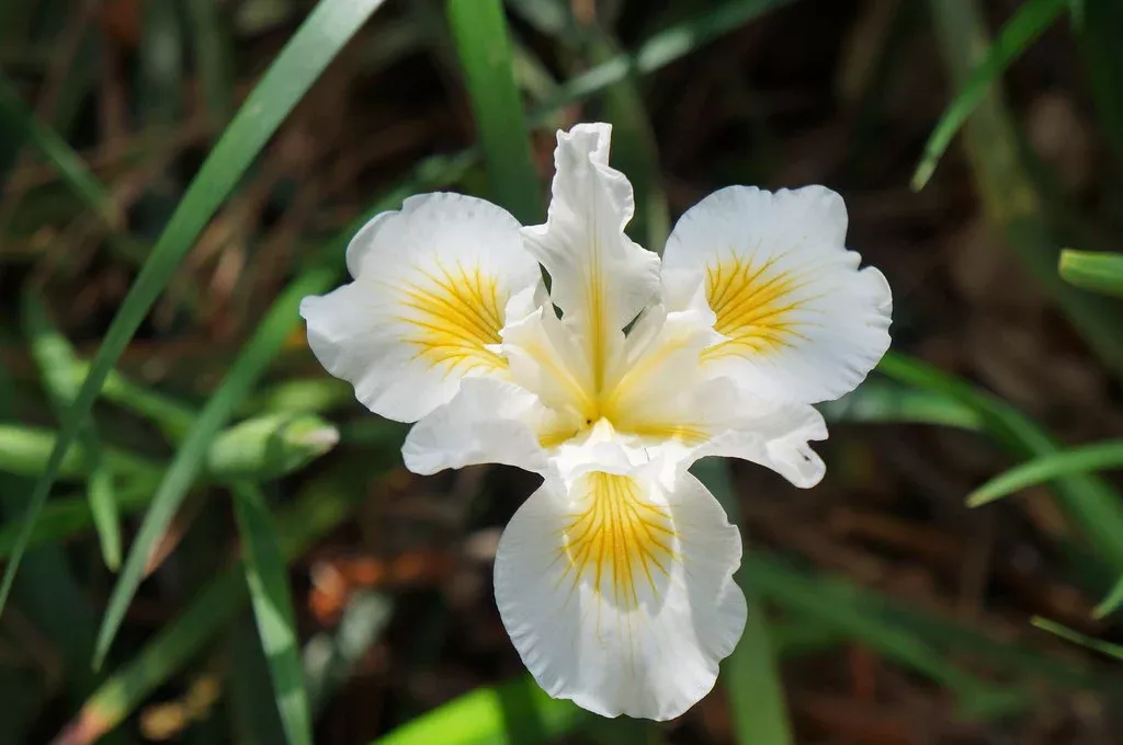 canyon-snow-iris Canyon Snow Iris