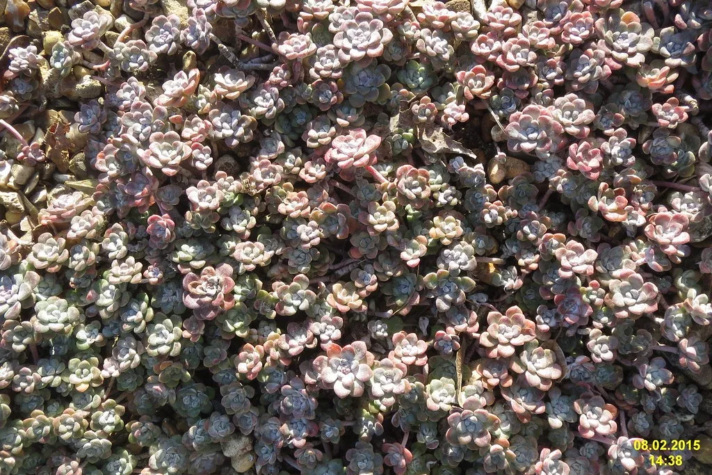 cape-blanco-common-stonecrop Cape Blanco Common Stonecrop