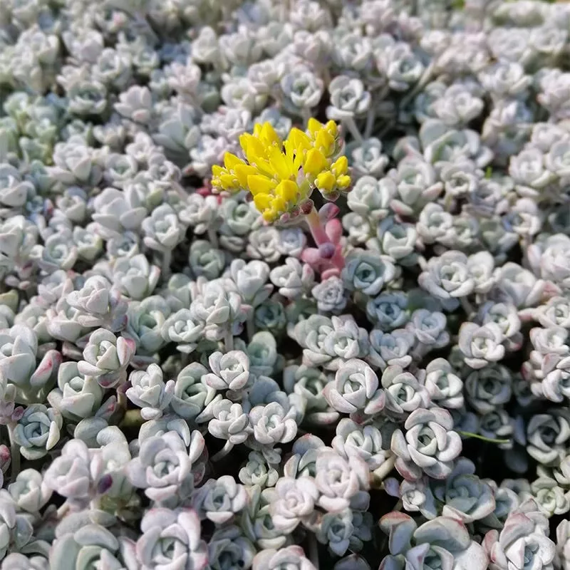 cape-blanco-sedum Cape Blanco Sedum