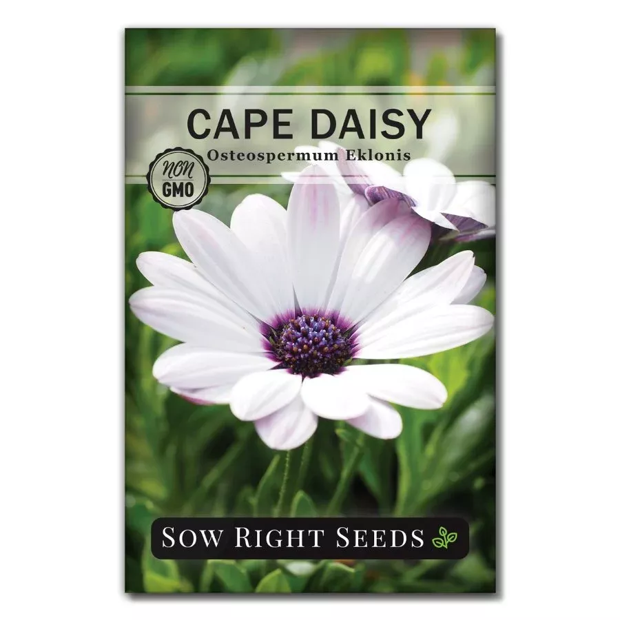 cape-daisy Cape Daisy