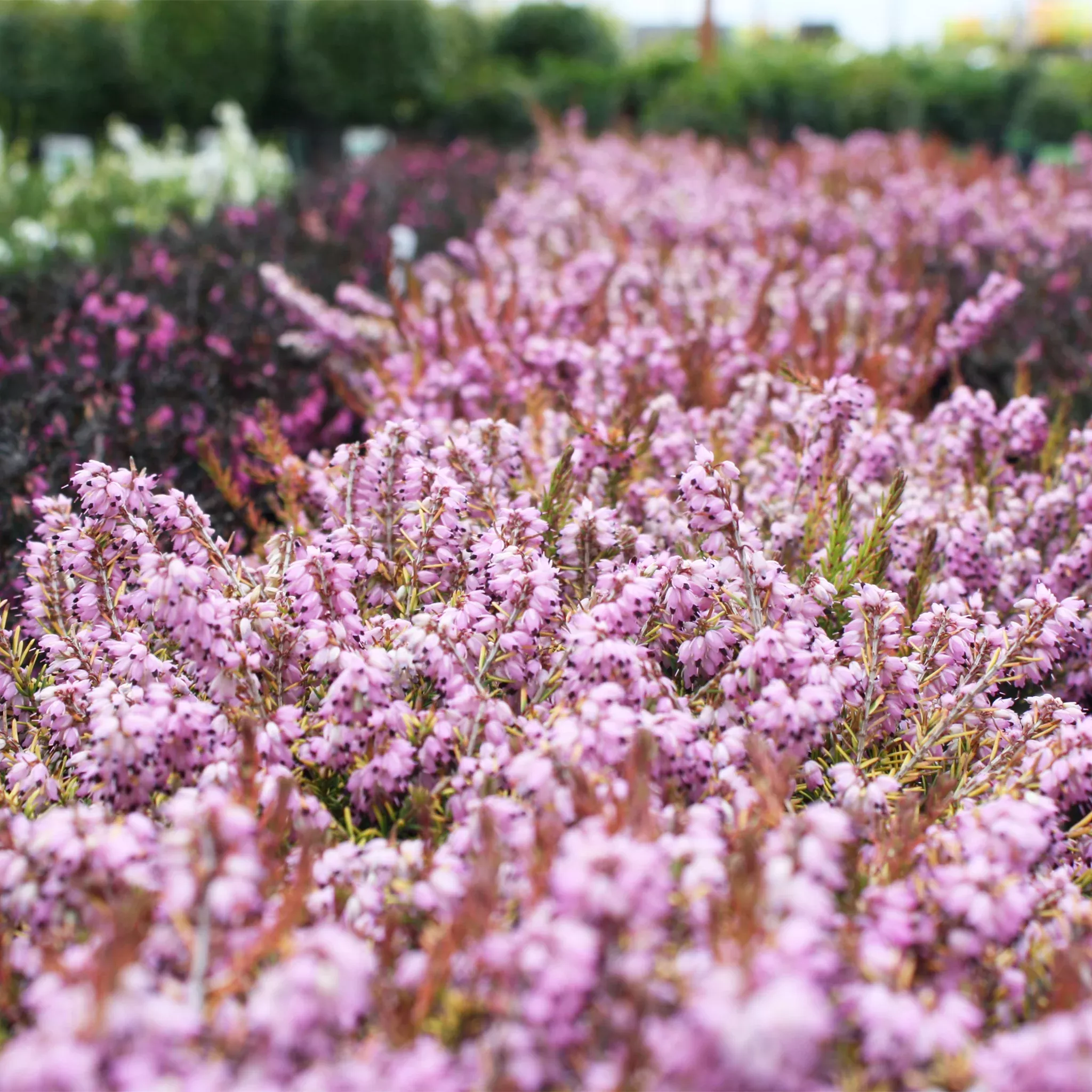 cape-heather Cape Heather