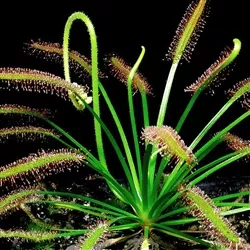 cape-sundew-drosera-capensis-mini-carnivorous-companion-plant 'Cape Sundew' Drosera capensis, Mini-Carnivorous/Companion Plant