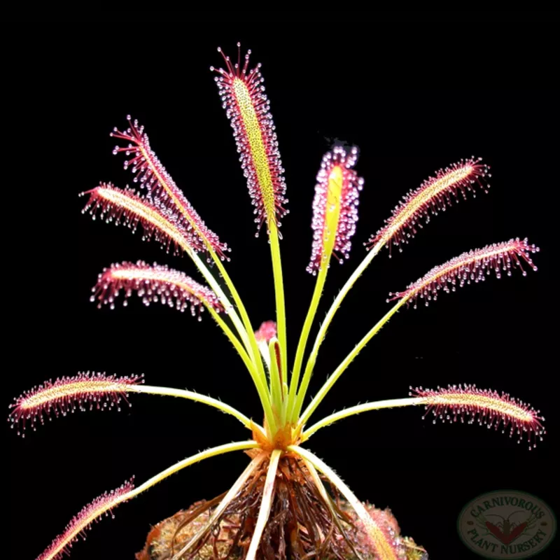 cape-sundew-seeds Cape Sundew Seeds