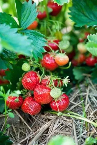 capron-musk-strawberry Capron Musk Strawberry