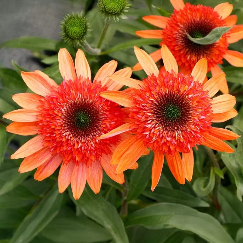 cara-miacoral-double-coneflower Cara MiaCoral Double Coneflower