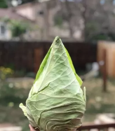 caraflex-f1-cabbage Caraflex F1 Cabbage