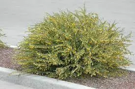 caragana-pygmy-peashrub-2gal-br Caragana: Pygmy Peashrub - 2gal (BR)