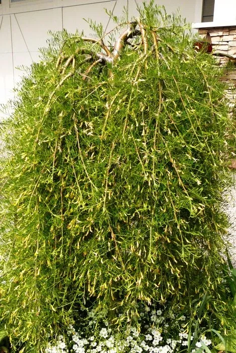 caragana-walker-weeping-7-gal-tg-bl Caragana:'Walker Weeping' 7 Gal TG (Bl)