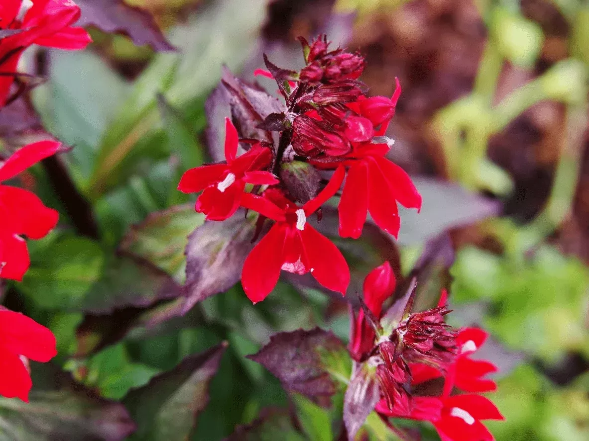 Cardinal Flower 'Queen Victoria'