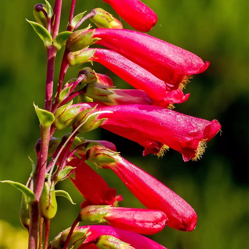 cardinal-penstemon Cardinal Penstemon