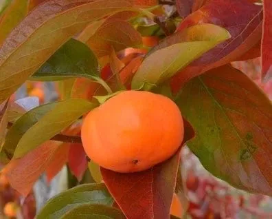 cardinal-persimmon Cardinal™ Persimmon