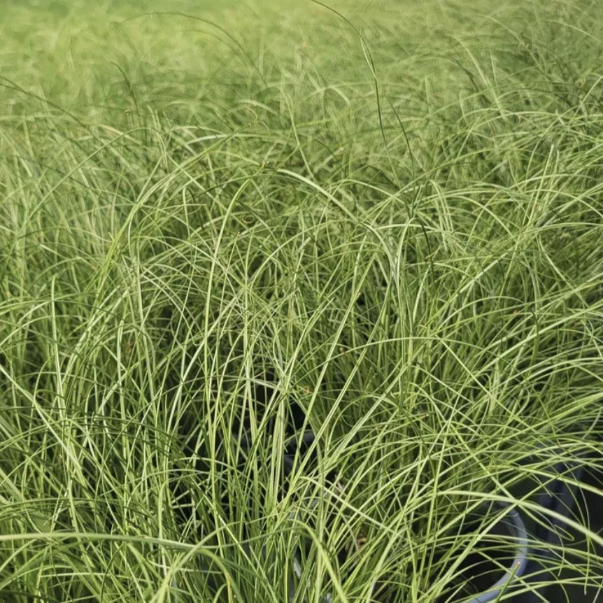carex-comans-amazon-mist-qt-pots-flat-10 Carex comans 'Amazon Mist'™ - Qt. Pots - Flat of 10