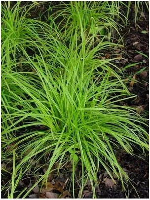 Carex divulsa Gold fountains (Kaga nishiki) Sedge