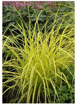 carex-elata-bowles-golden-sedge Carex elata Bowles Golden Sedge