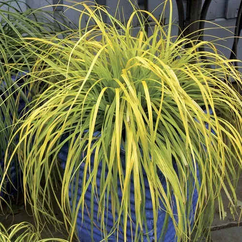 carex-evercolor-everillo-sedge Carex EverColor ‘Everillo’ Sedge