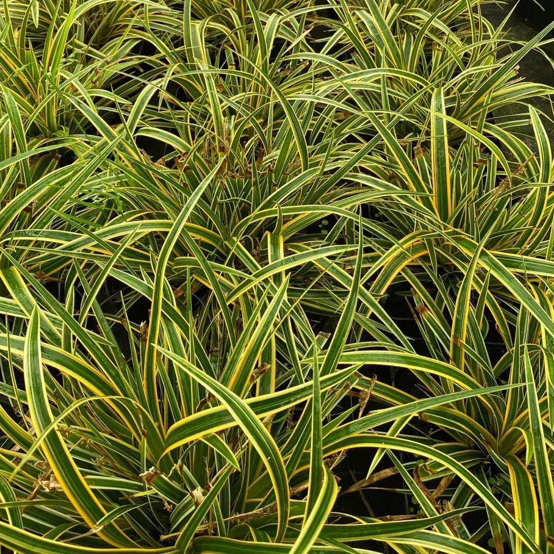 carex-everglow Carex 'Everglow'