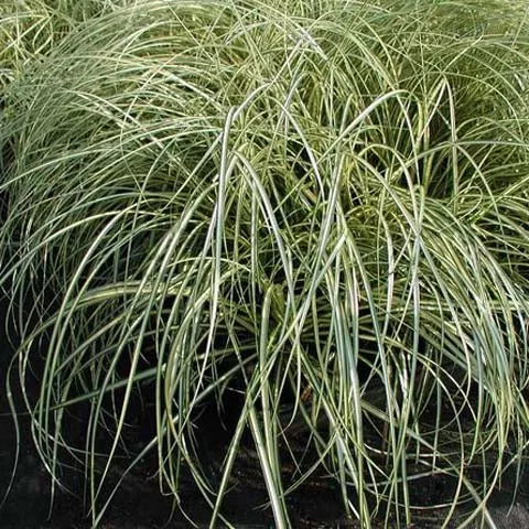 carex-evergold-3-5-inch-pots-minimum-quantity-25-plants Carex 'Evergold' - 3.5 inch Pots (Minimum Quantity: 25 Plants)