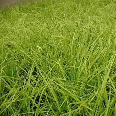carex-everillo-3-5-inch-pots-minimum-quantity-25-plants Carex 'Everillo' - 3.5 inch Pots (Minimum Quantity: 25 Plants)