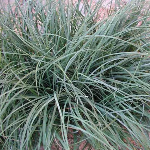 Carex flacca -3.5 inch Pots (Minimum Quantity: 25 Plants)