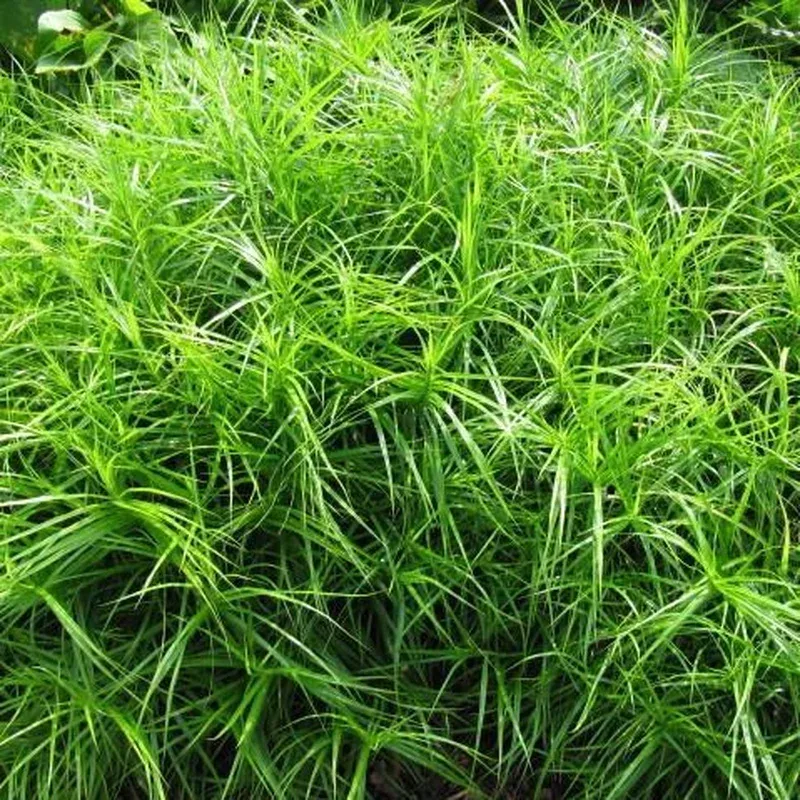 Carex muskingumensis Palm Sedge