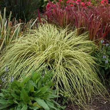 Carex o. 'Evergold' (30)ct Flat
