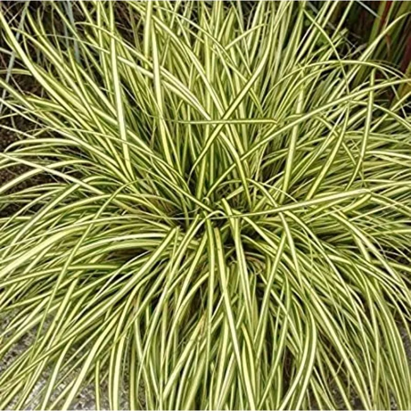 Carex oshimensis Evergold Sedge