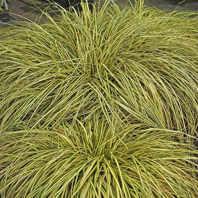 carex-oshimensis-evergold Carex oshimensis 'Evergold'