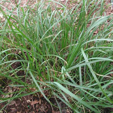 Carex pensylvanica - 3.5 inch Pots (Minimum Quantity: 25 Plants)