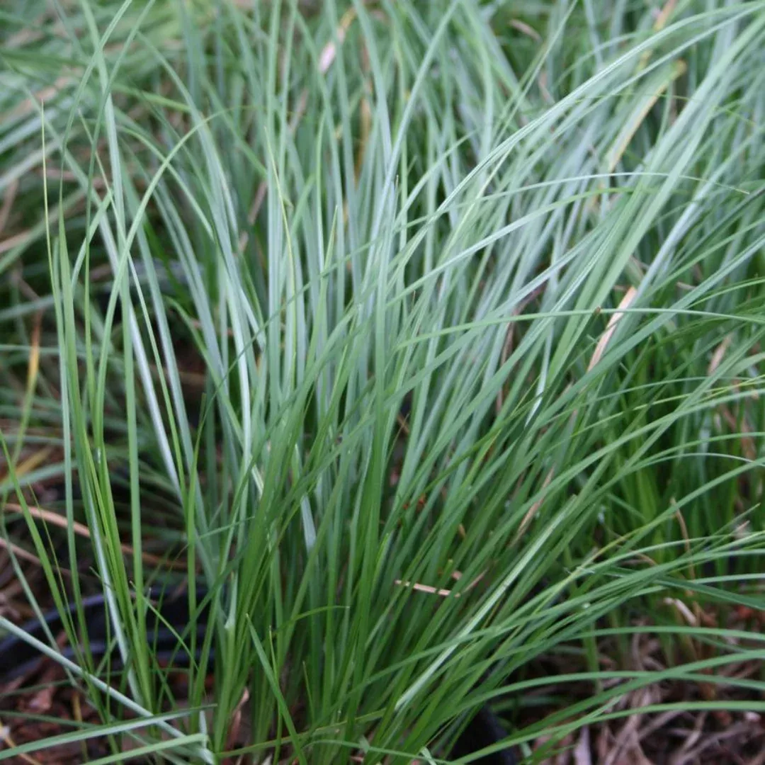 carex-pensylvanica Carex pensylvanica