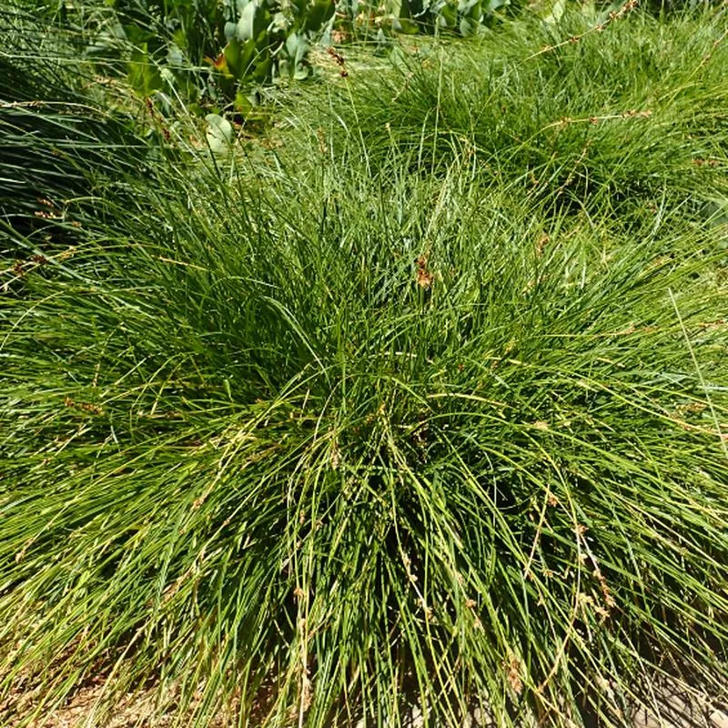 carex-tumulicola Carex tumulicola