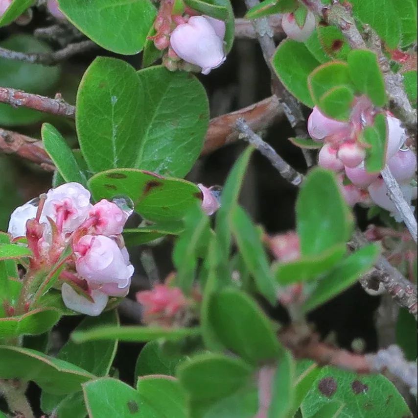 carmel-sur-little-sur-manzanita Carmel Sur Little Sur Manzanita