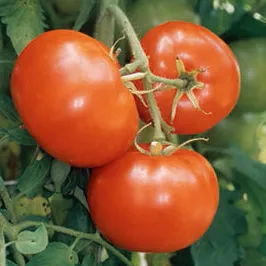 carmello-vfnt-hybrid-tomato Carmello VFNT Hybrid Tomato