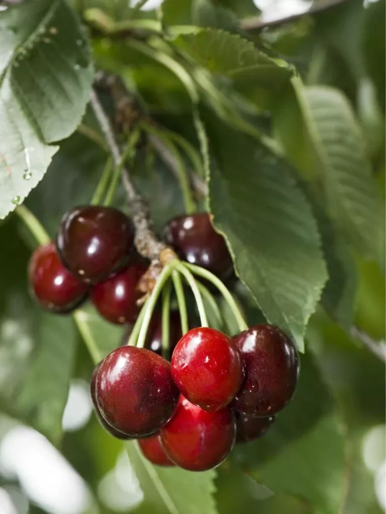 carmine-jewel-cherry Carmine Jewel Cherry