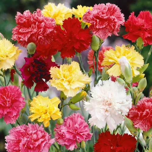 carnation-grenadin-mix Carnation (Grenadin Mix)