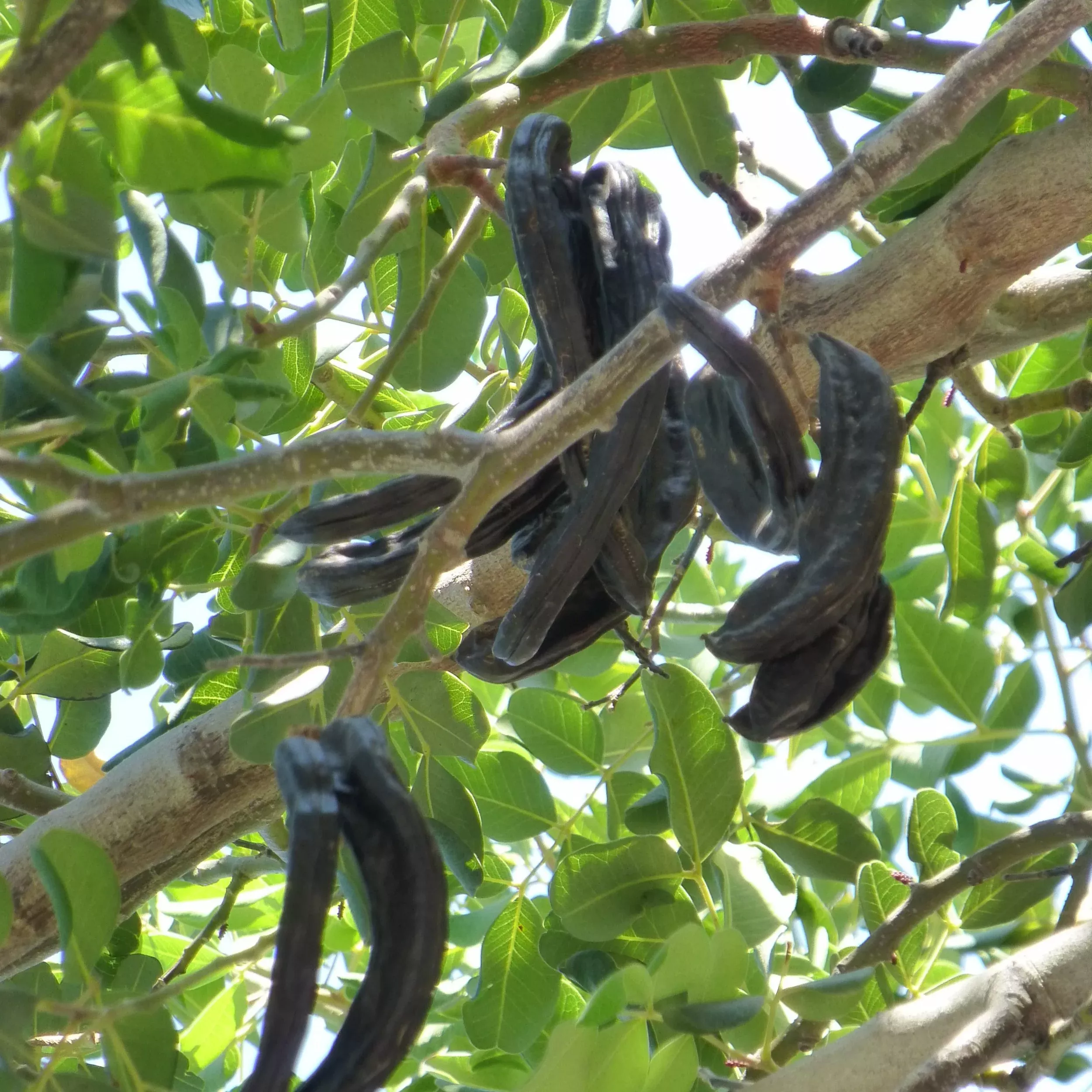 carob Carob