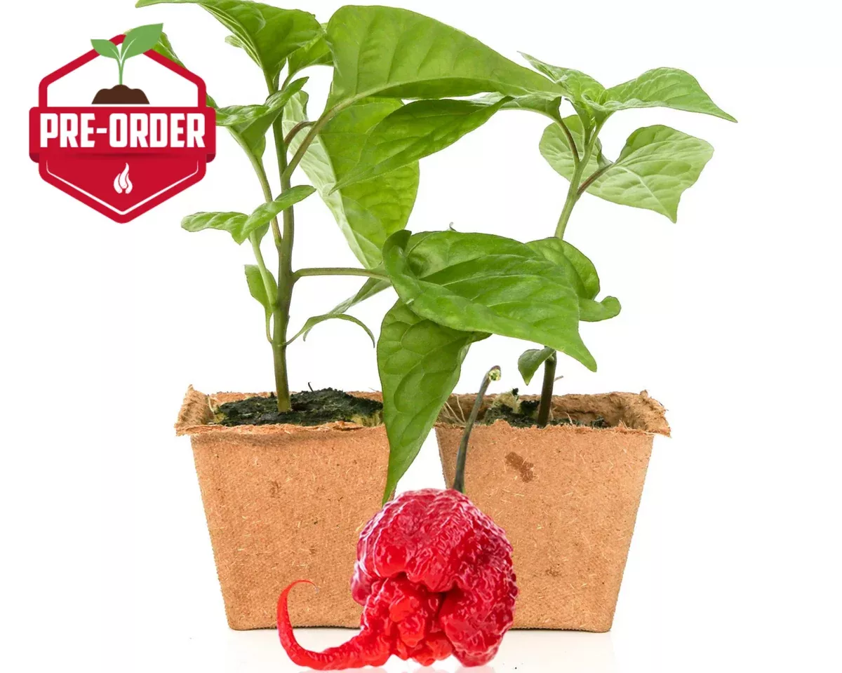 Carolina Reaper Pepper Plants