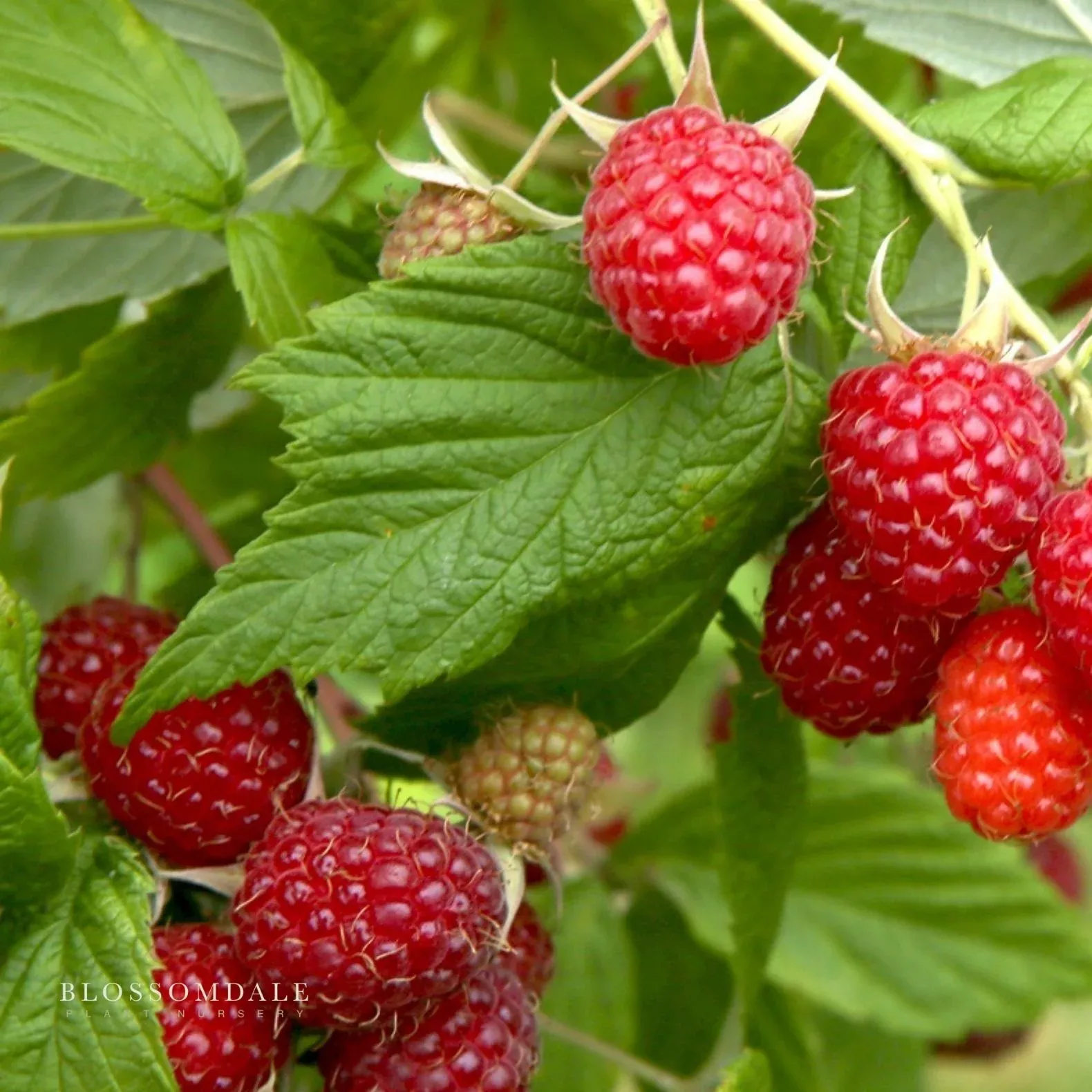 caroline-raspberry-shrub Caroline Raspberry Shrub