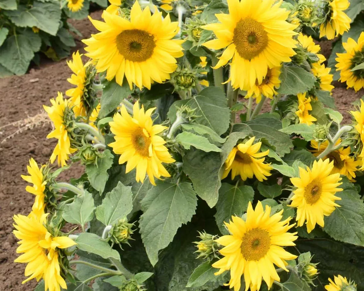 carousel-sunflower-seeds Carousel Sunflower Seeds