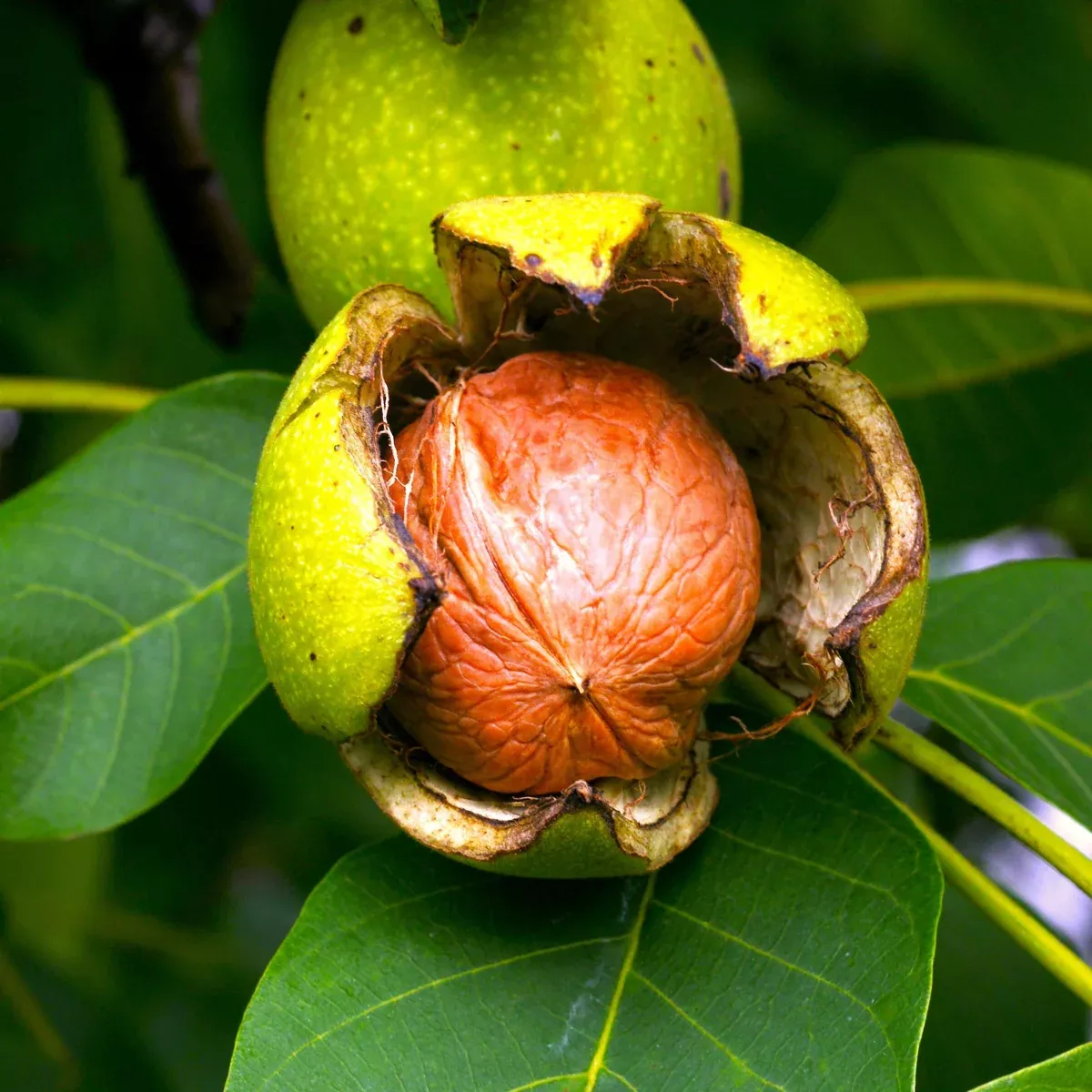 carpathian-english-walnut-tree Carpathian English Walnut Tree