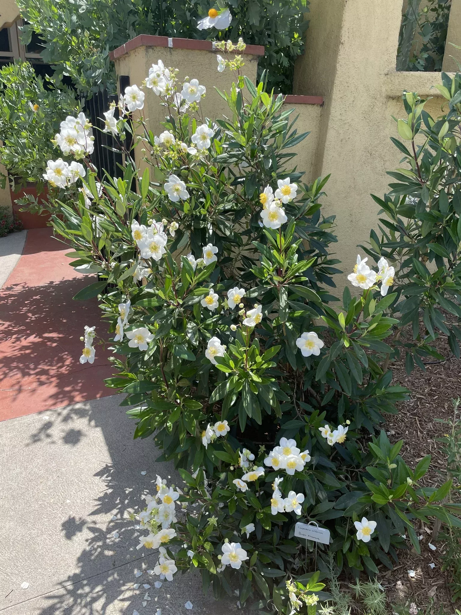 carpenteria-californica-bush-anemone-tree-anemone-plant Carpenteria californica - Bush Anemone, Tree Anemone (Plant)