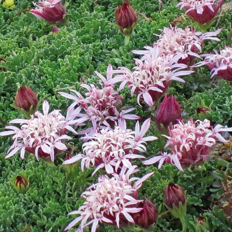 carpeting-pincushion-flower-pterocephalus Carpeting Pincushion Flower (Pterocephalus)